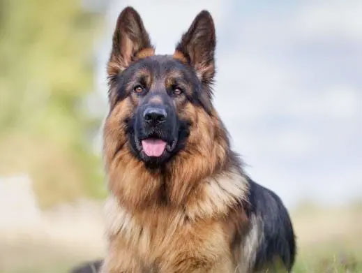 德國牧羊犬